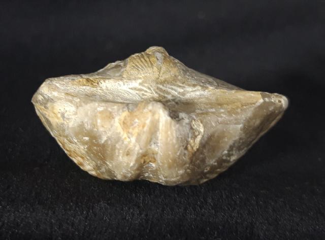 Licharewia rugulata KUTORGA 1842 - Bild &copy; FossNet FossilienStore